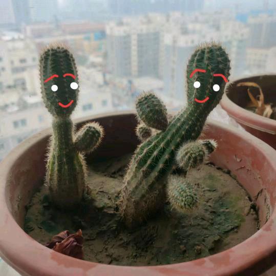 灿