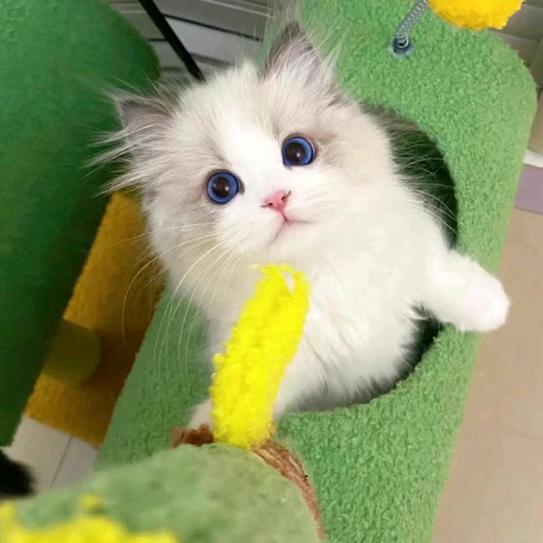 开心猫狗（看宠物看置顶v）