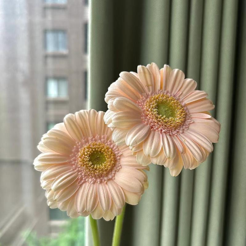 兴晓鲜花