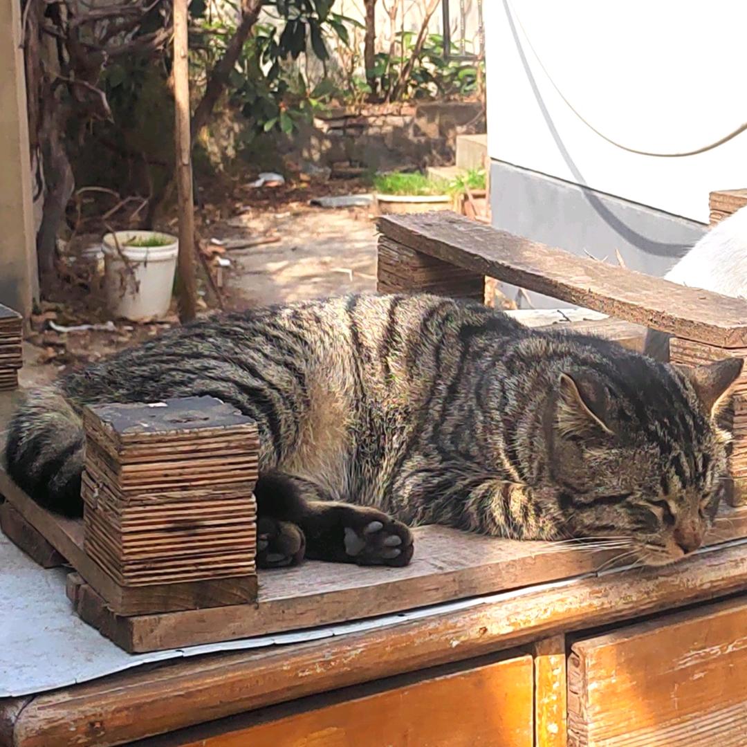 猫咪一小镇