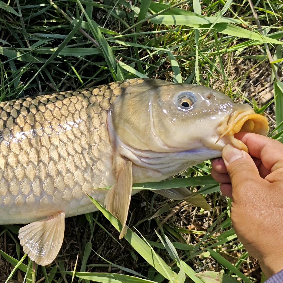 谷麦小飞钩