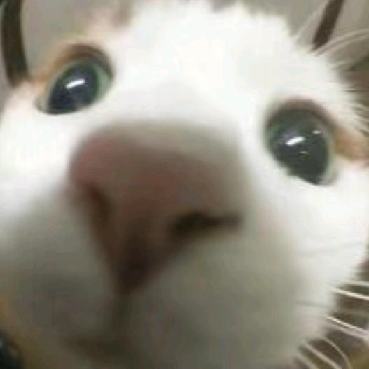 象只