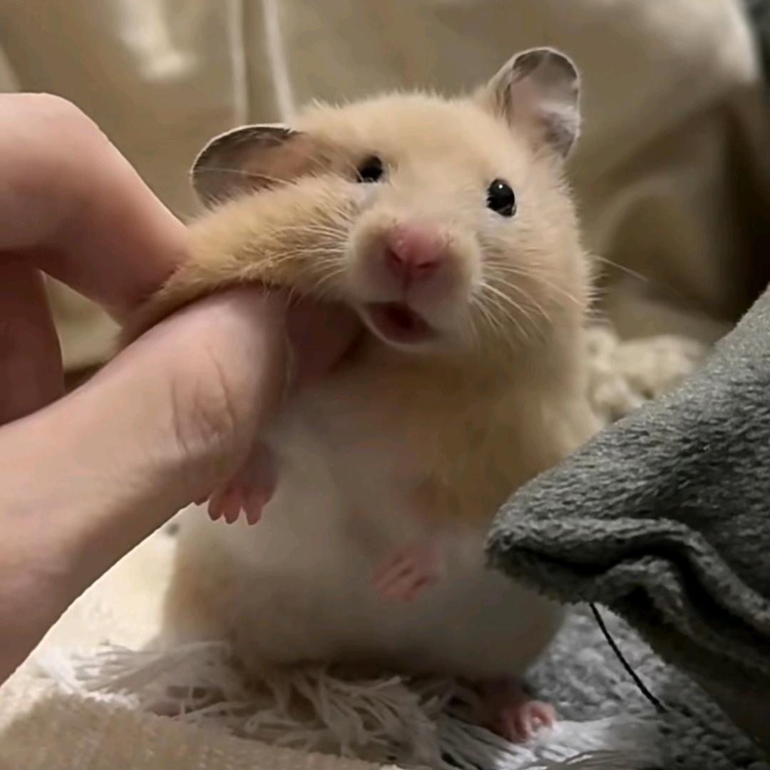 粥粥p头像