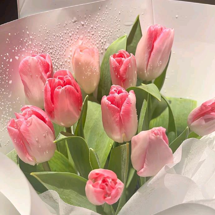 郁金香🌷