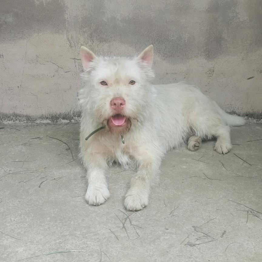 梁哥赶集挑选猎犬
