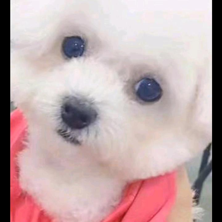 我家狗狗叫妞妞🥰