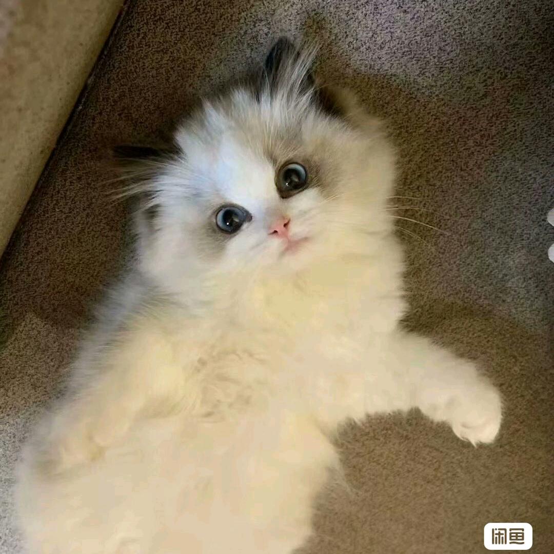 star✨（泡泡玛特版）