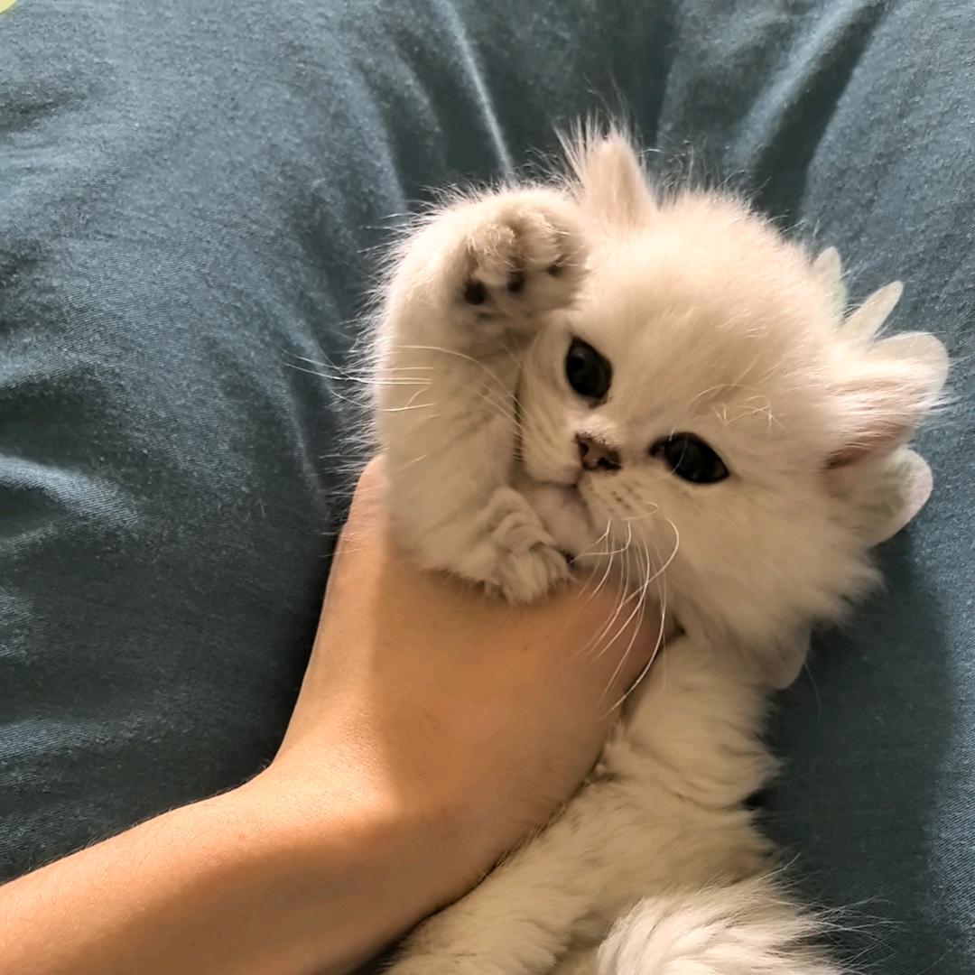 天猫精灵