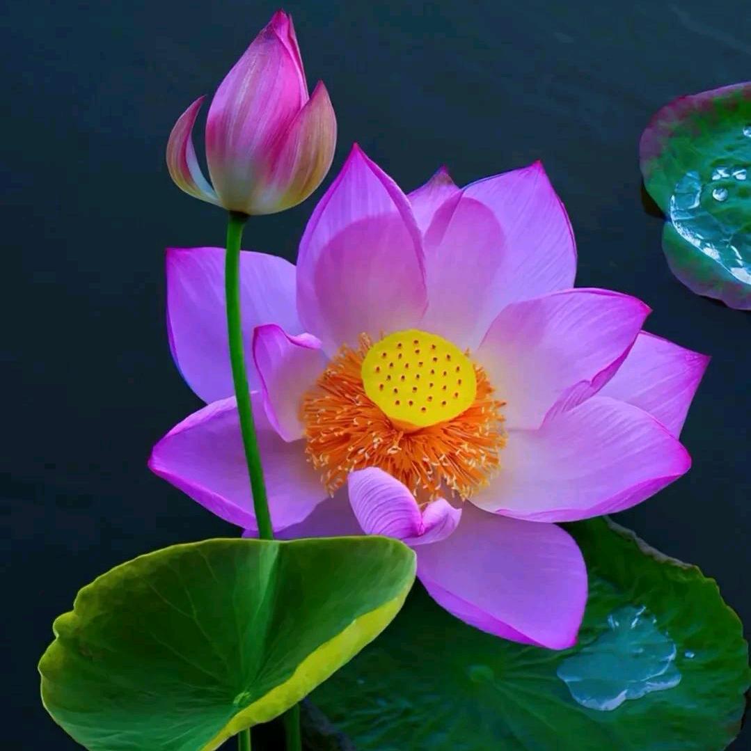 万物心曌