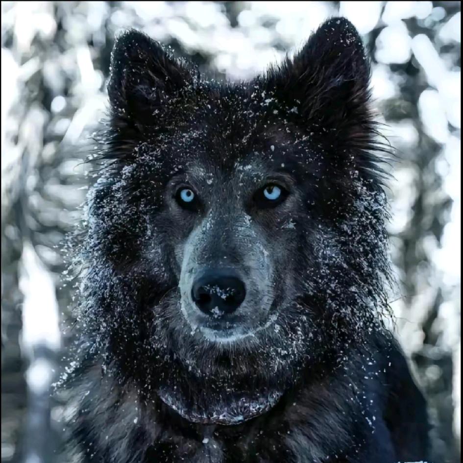 我们妖怪不许单身