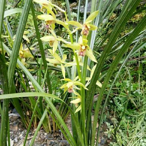 （余）梅兰竹菊