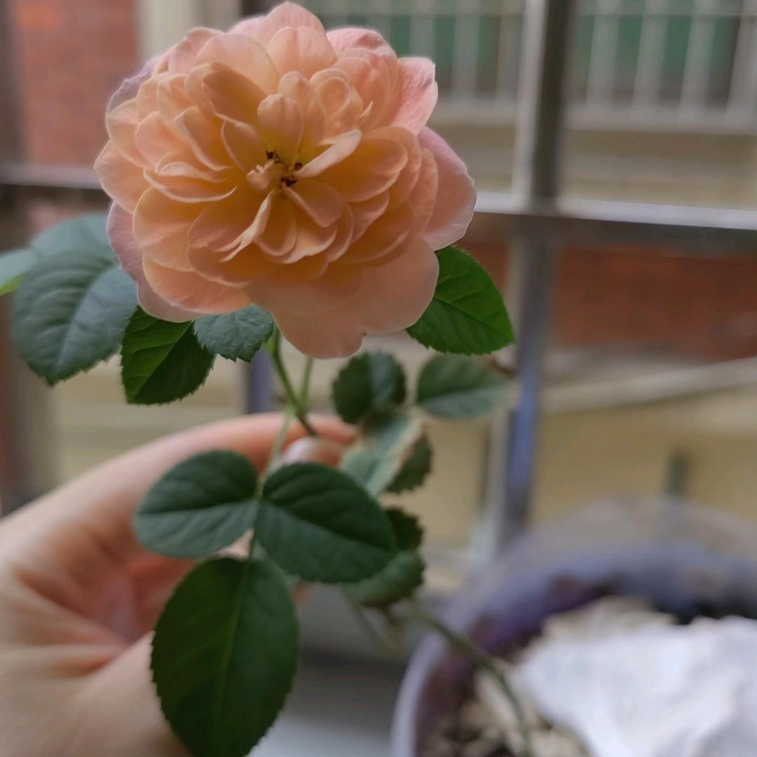 骑着蜗牛去看花