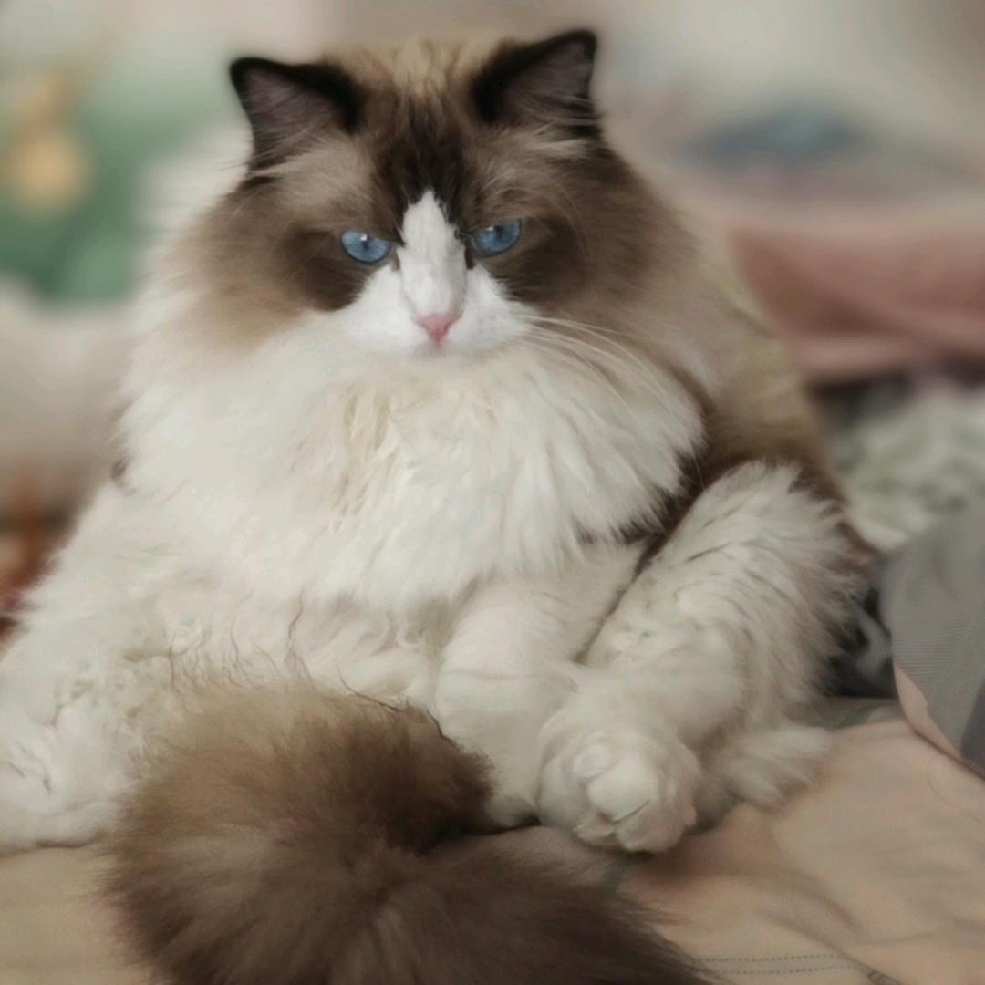 369的招财猫⚡（奇奇）