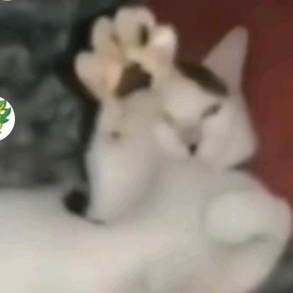 卟湲吃莱，莪想干饭