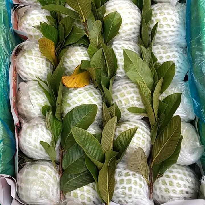专业，修汽刹