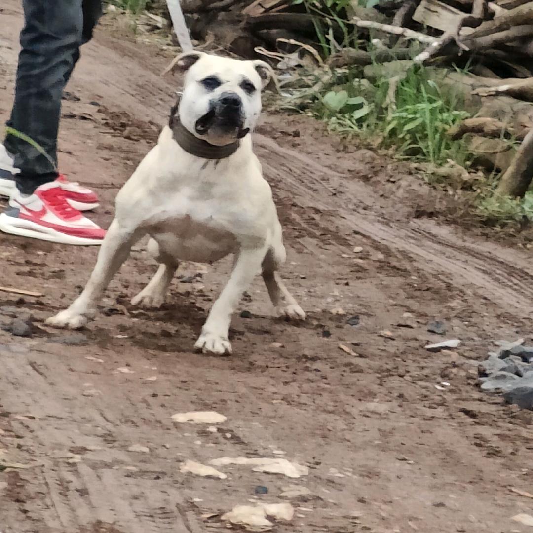 旭昇犬舍♛〈潘伟〉