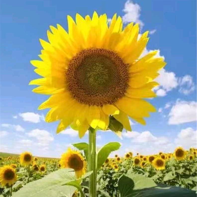 喜欢你周杰伦音乐电台