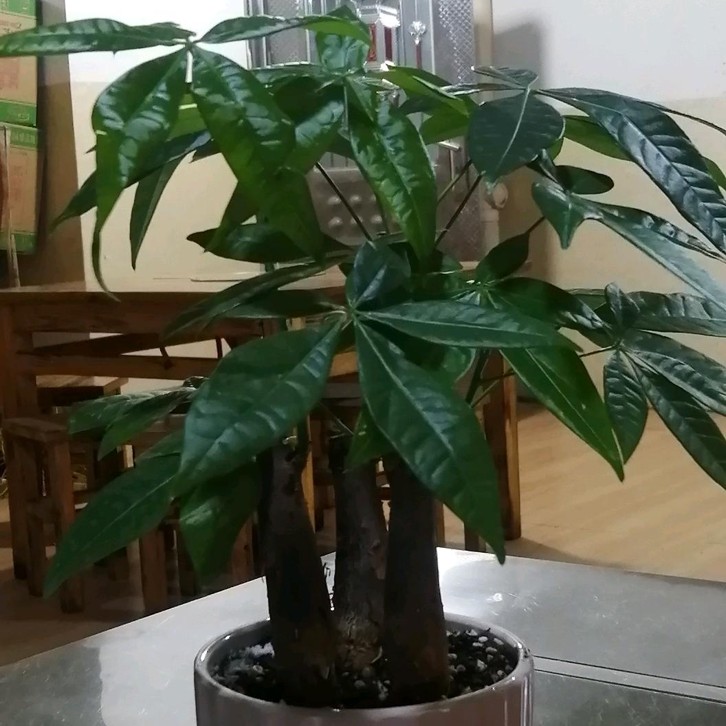 年年有亲