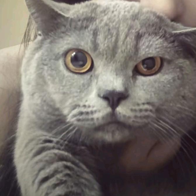 像芥菜种子一样