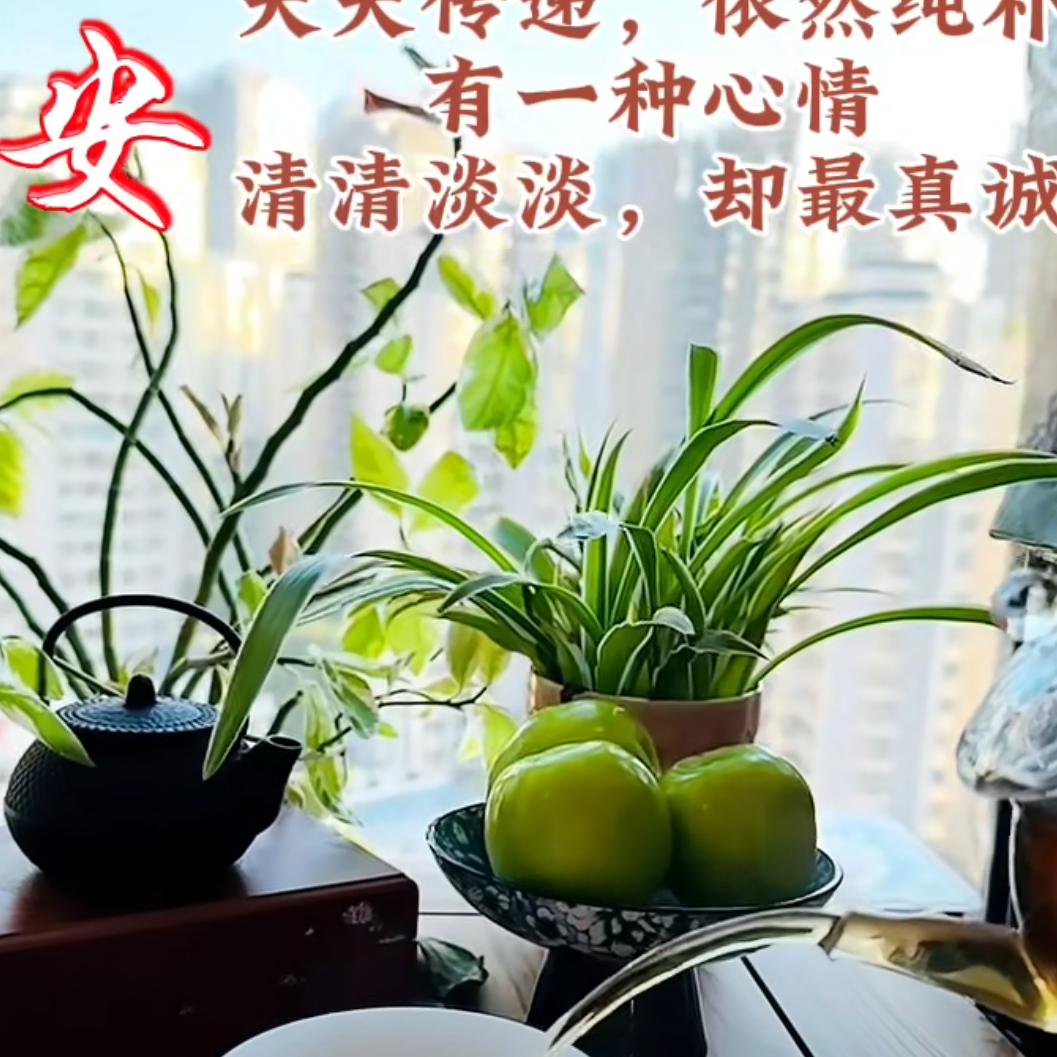 露晨一路花开