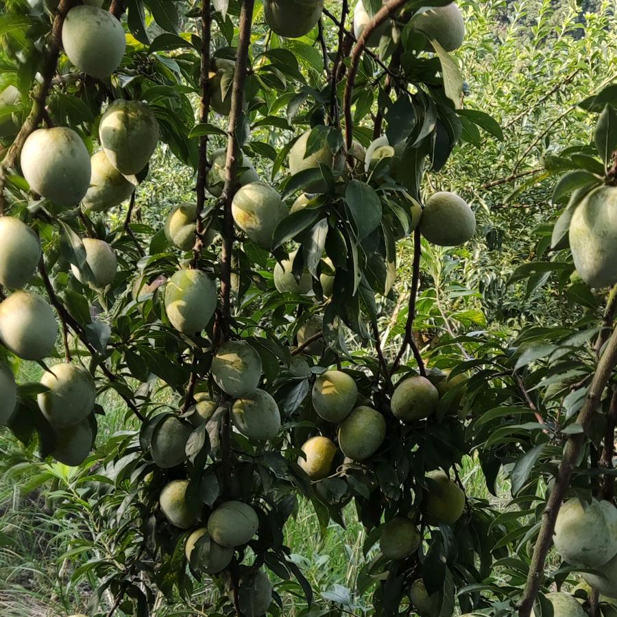 🍀🎋快🌷乐💐人🌺生🌸🌹🌻