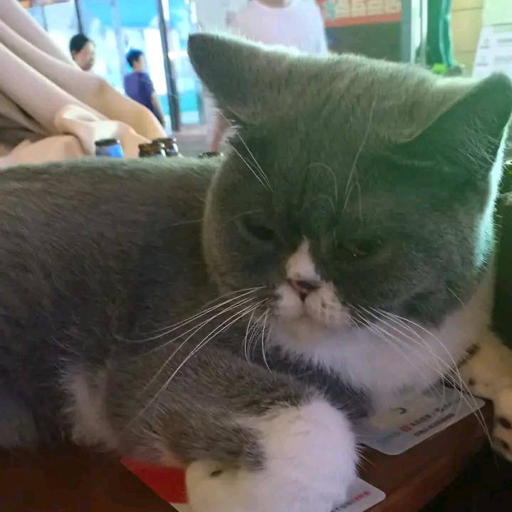 雾中花……拒绝私聊