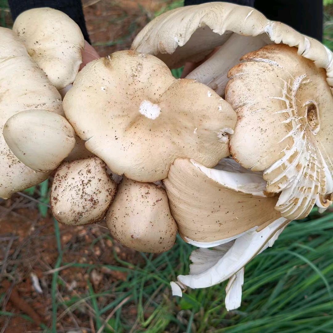 云南捡鸡枞爱好者🍑🍑🍑