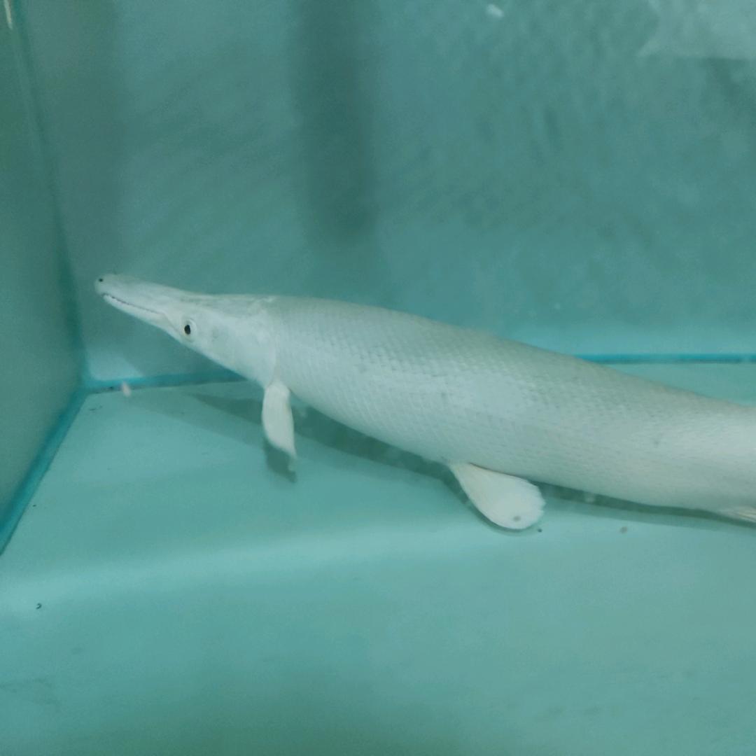 东星水族观赏鱼养殖场