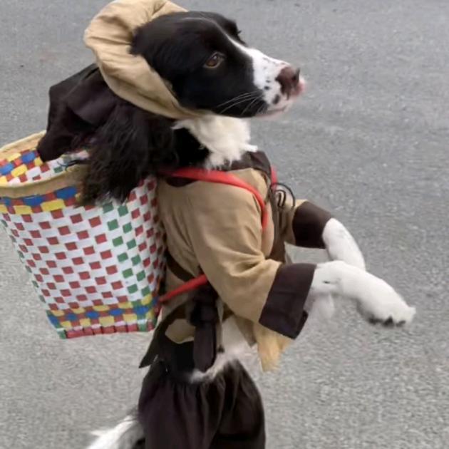 啦K🐶（才艺）