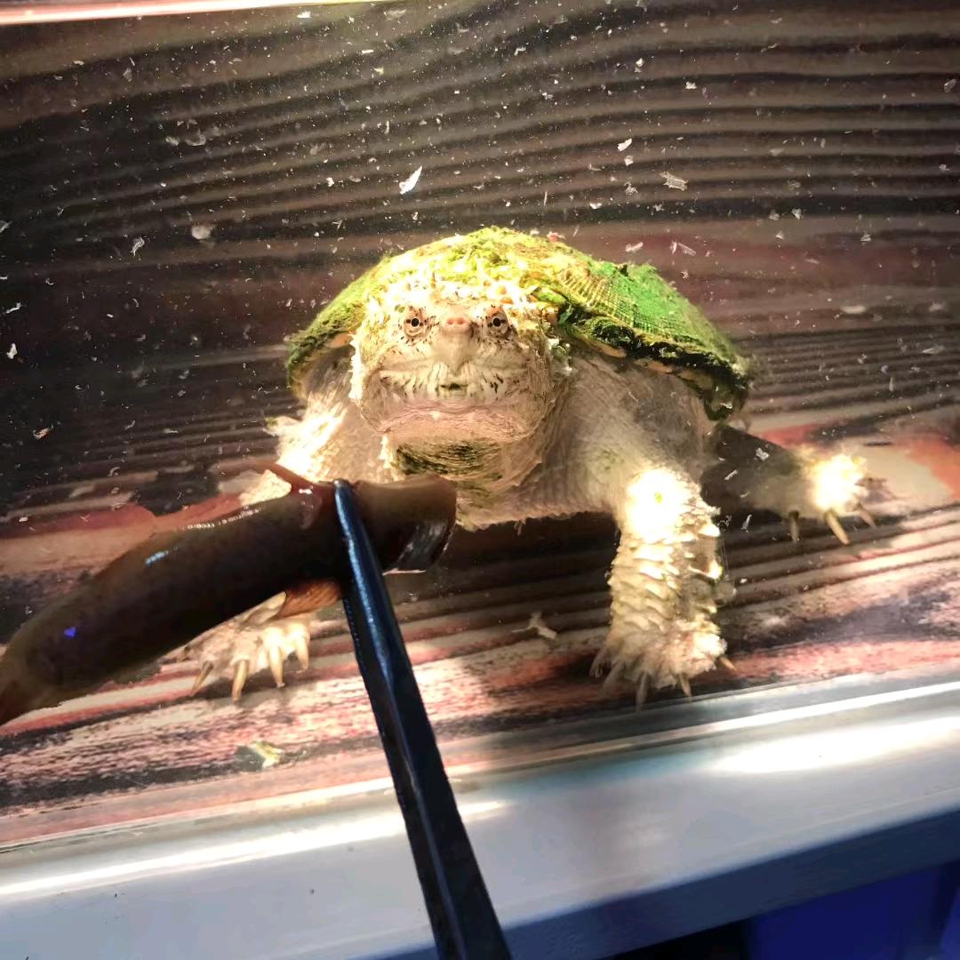 佛鳄资料
