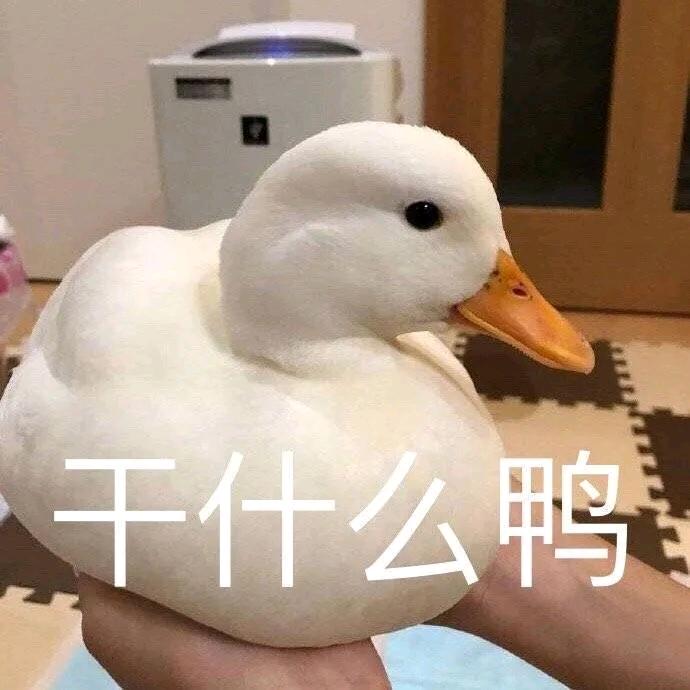 明月别枝惊鹊