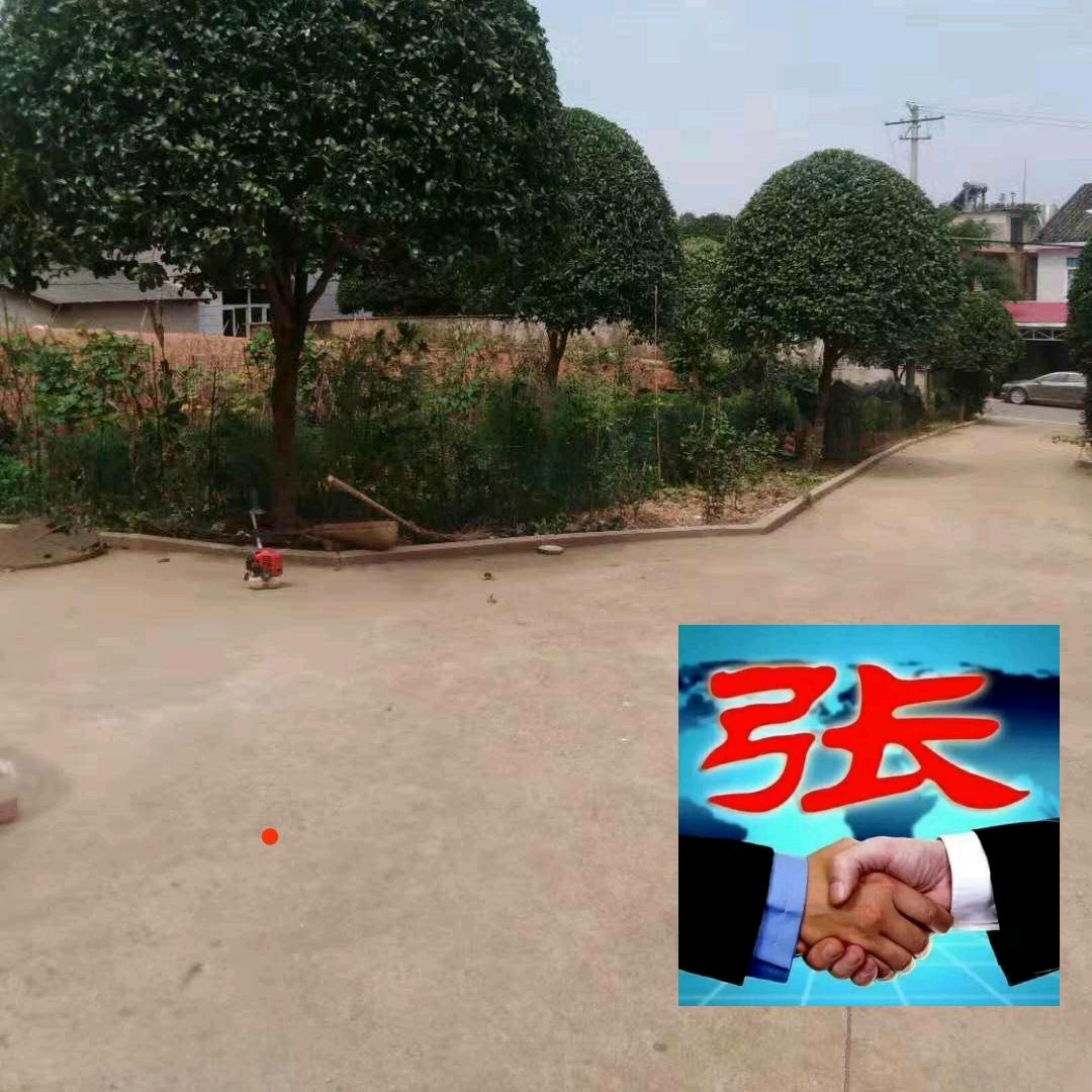 专业桂花树修剪师张剑