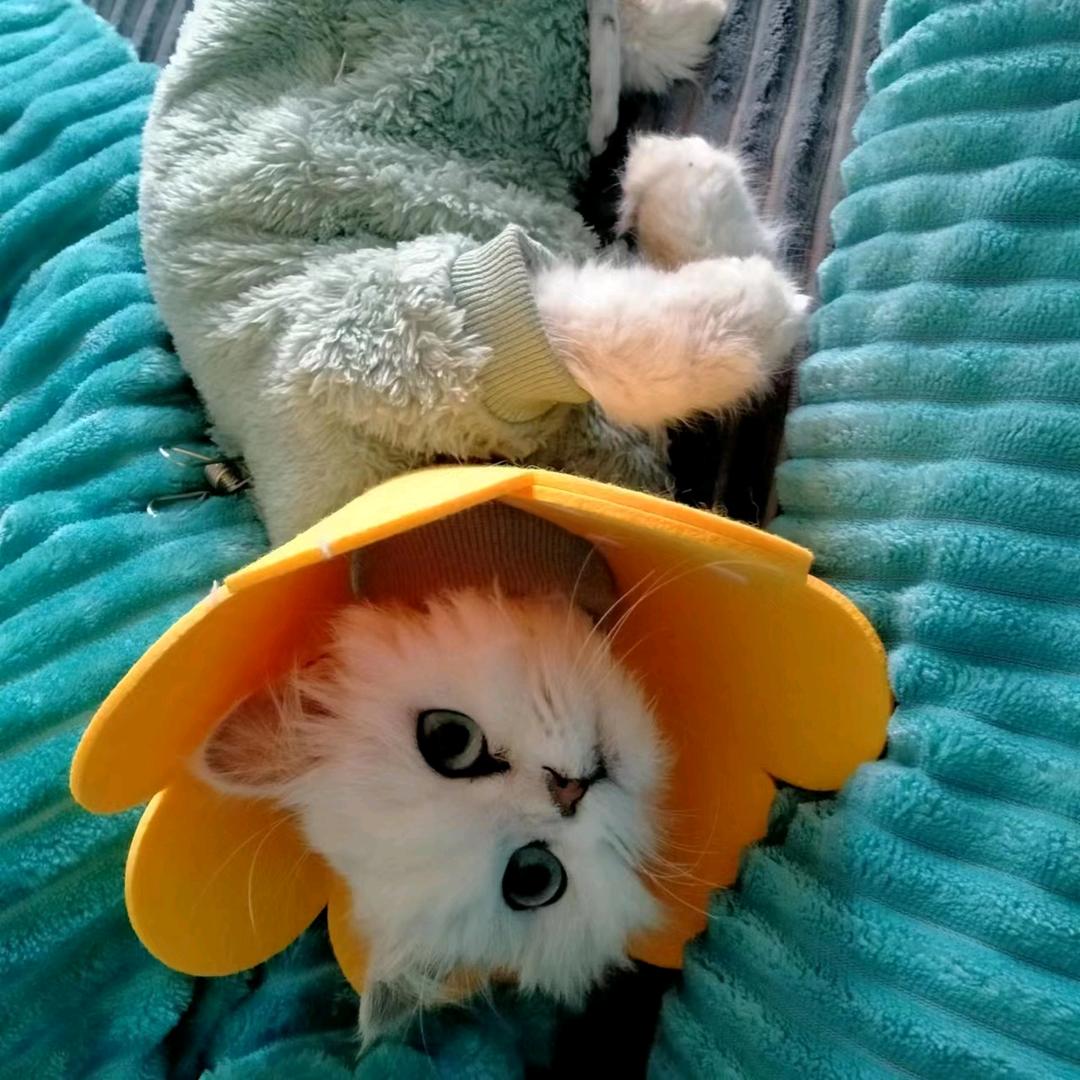 琳子百货优选(橱窗可以下单哦😁)