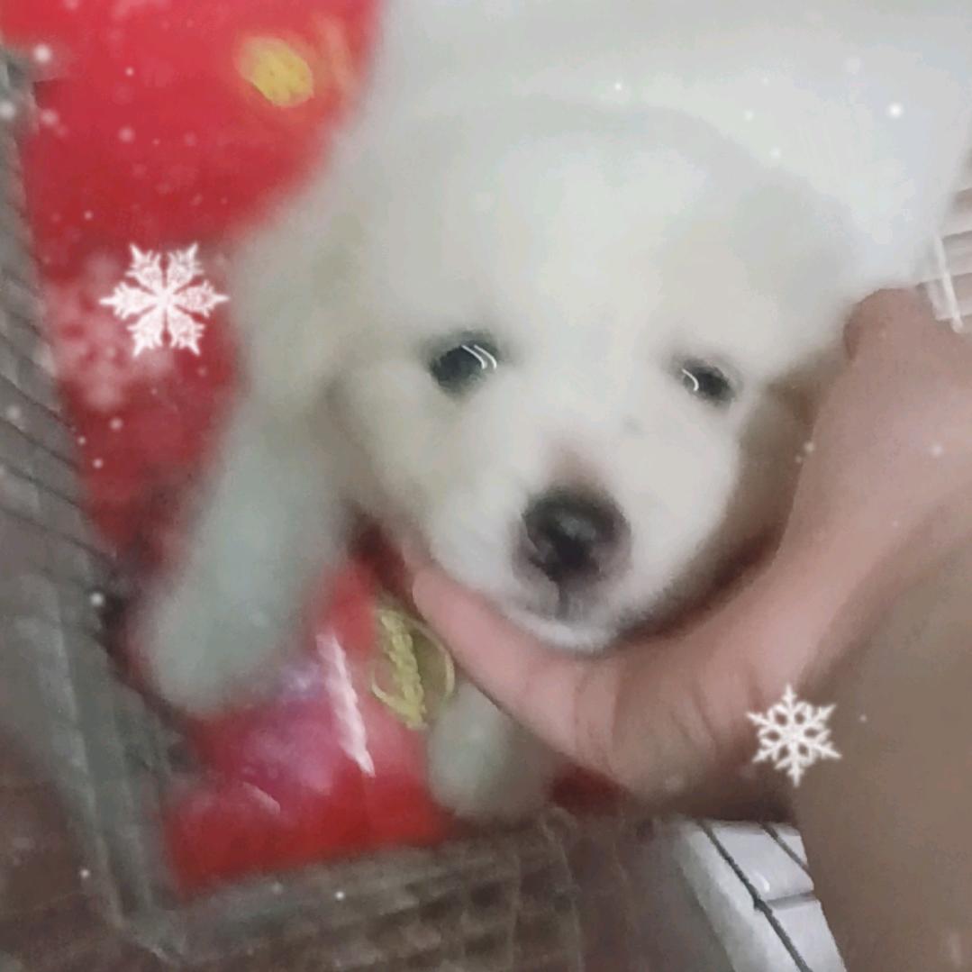 我的狗狗叫小白