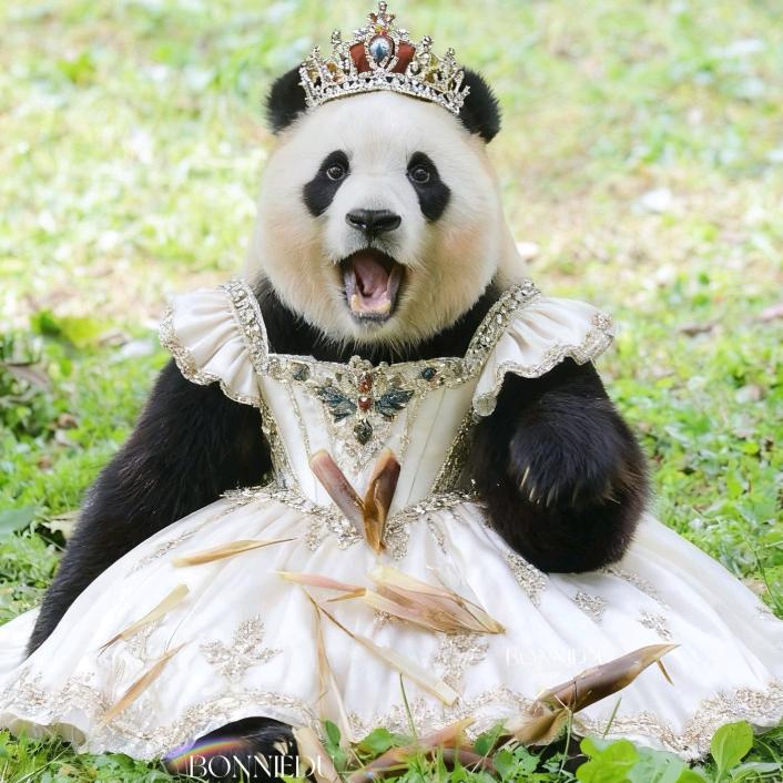 婷姐/爱福宝的星辰（福宝的幸福驿站）