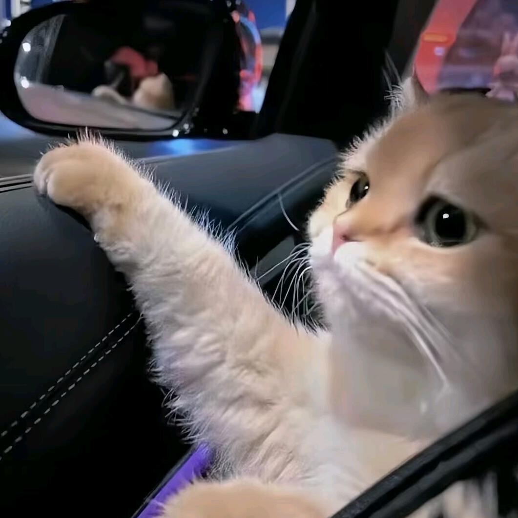 薛定谔的猫。