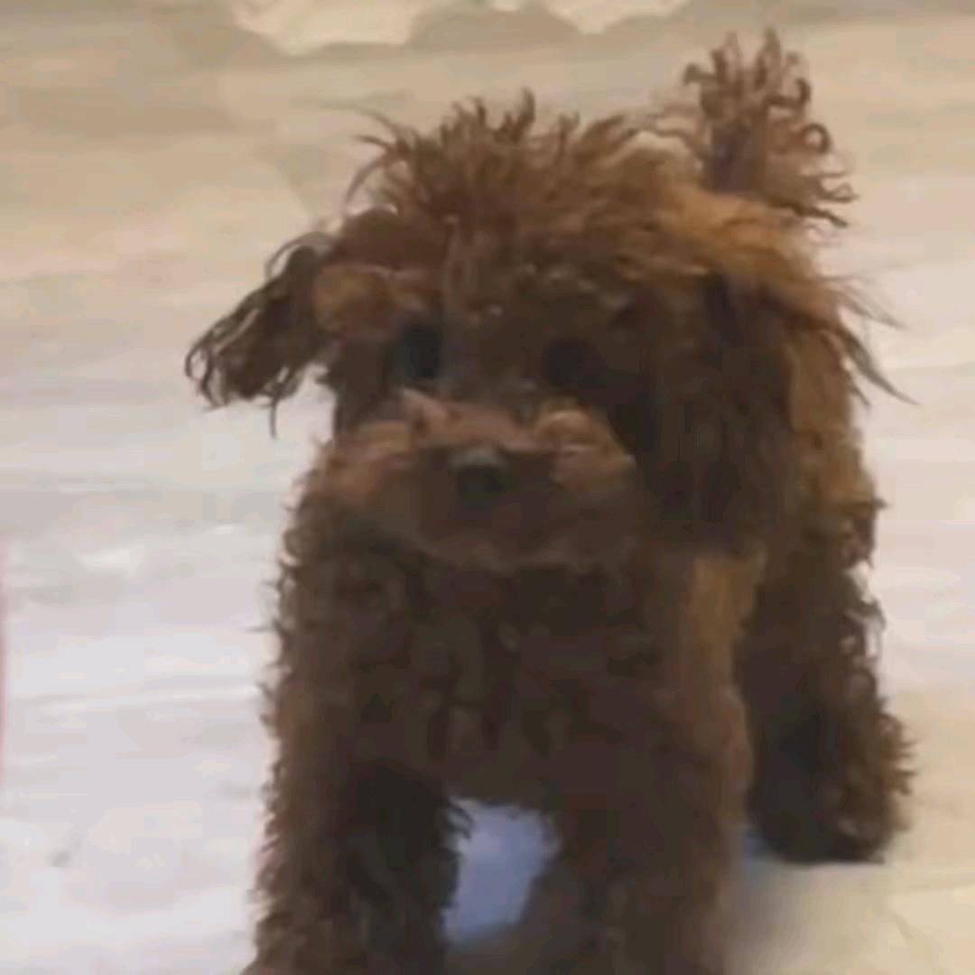 熊熊必辉煌（此生版）