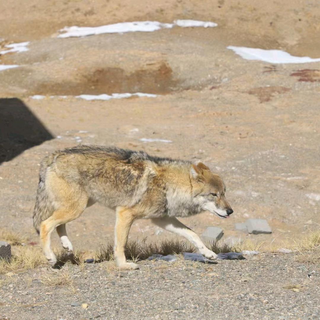 高端食材提供者