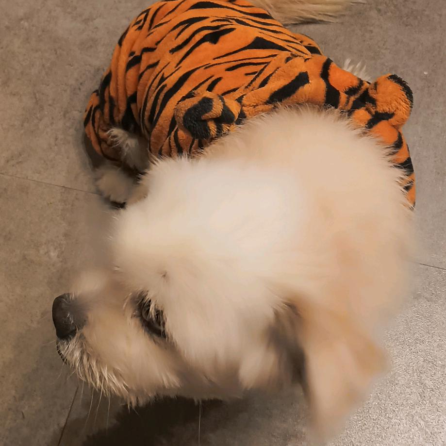 晓晓