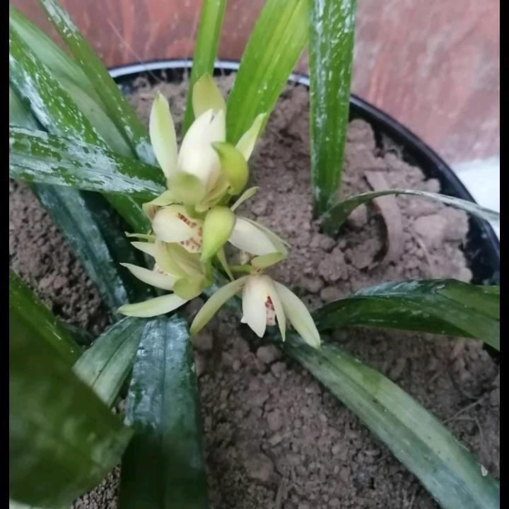 吴述桂