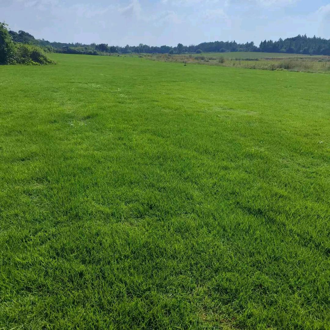 AA江西鄱阳草坪直销