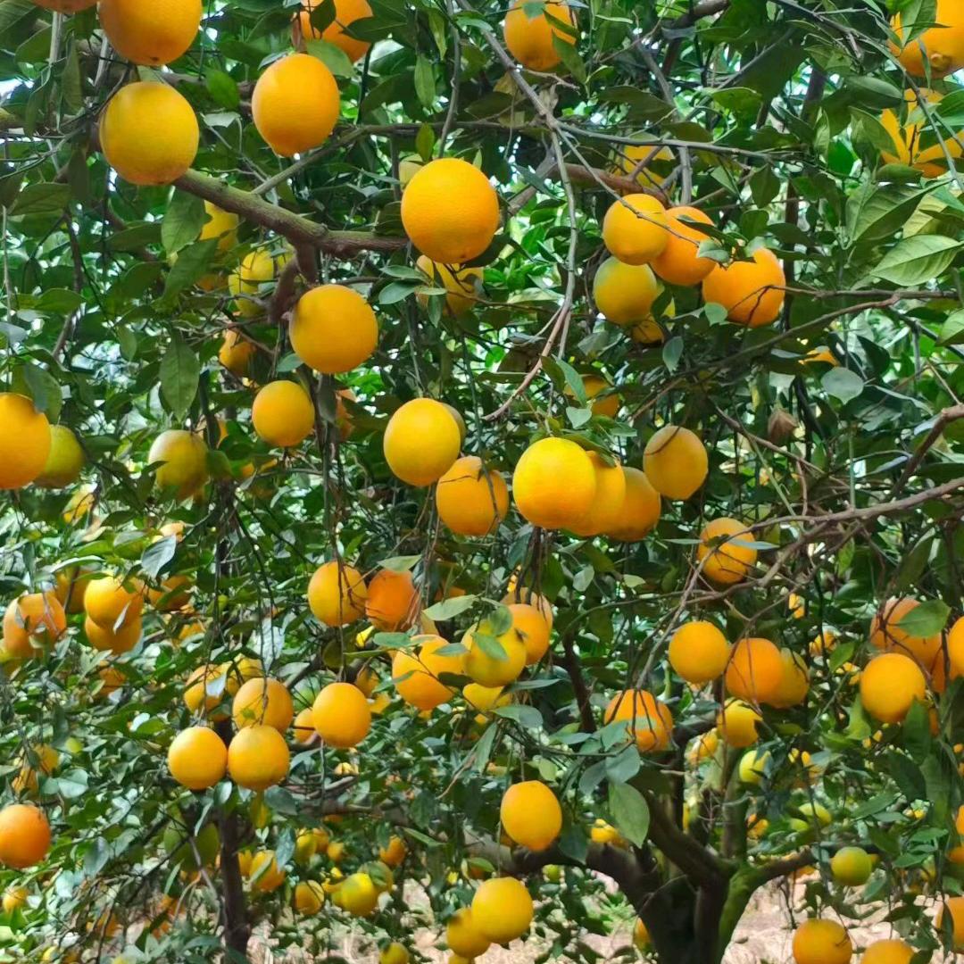 @笑敬过往( ´◔ ‸◔')哼