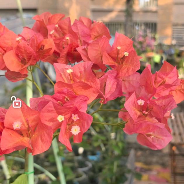 🥀花点🥀时间🌹