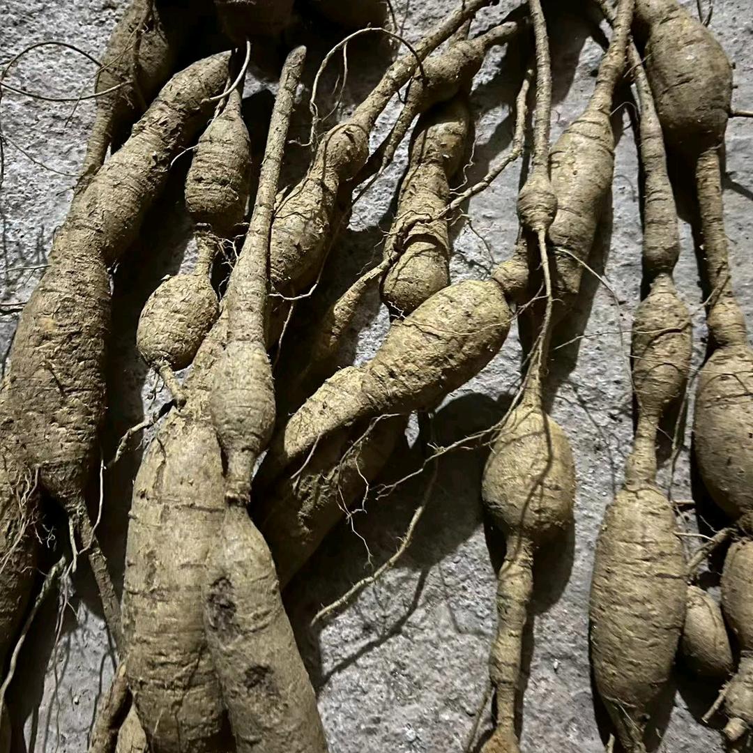 五指毛桃 牛大力 小陈