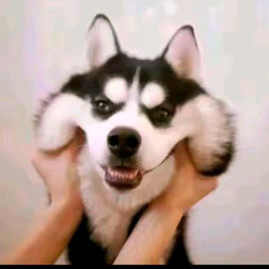 当挡档裆铛挡（封票版）