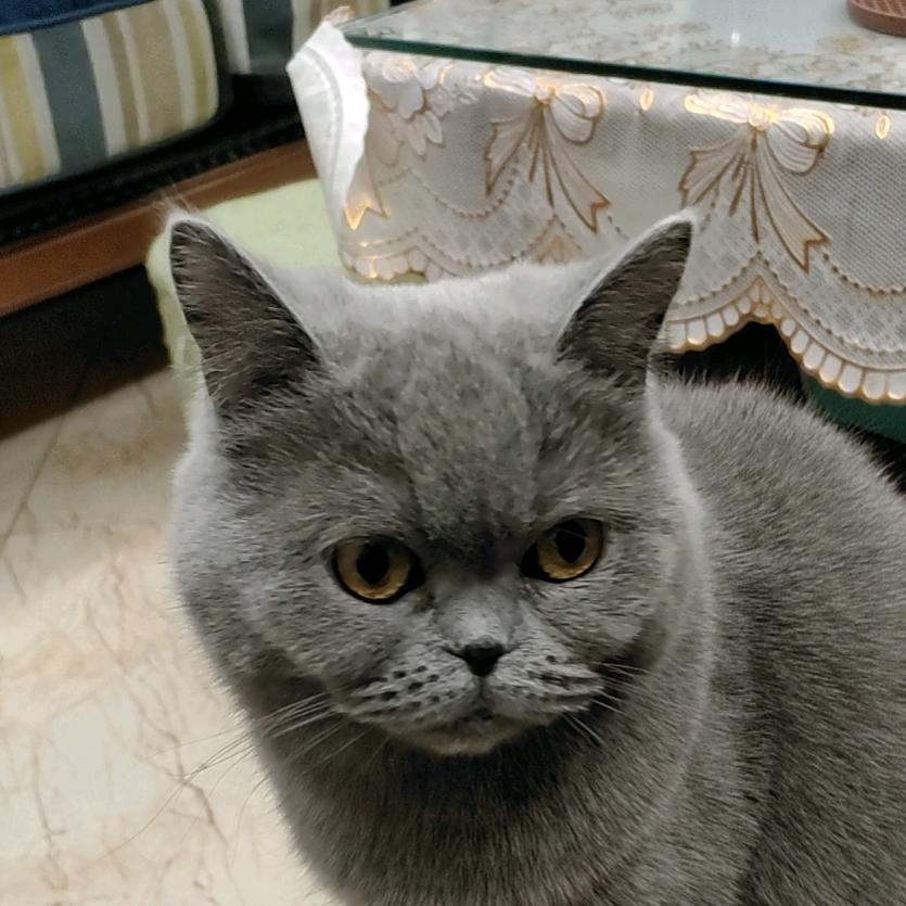 将行不得已