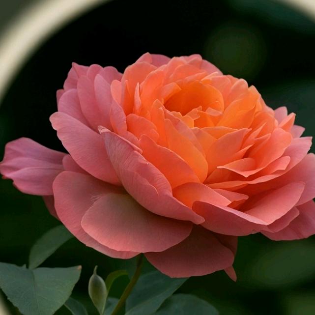 花🌸👌🏻🌙○