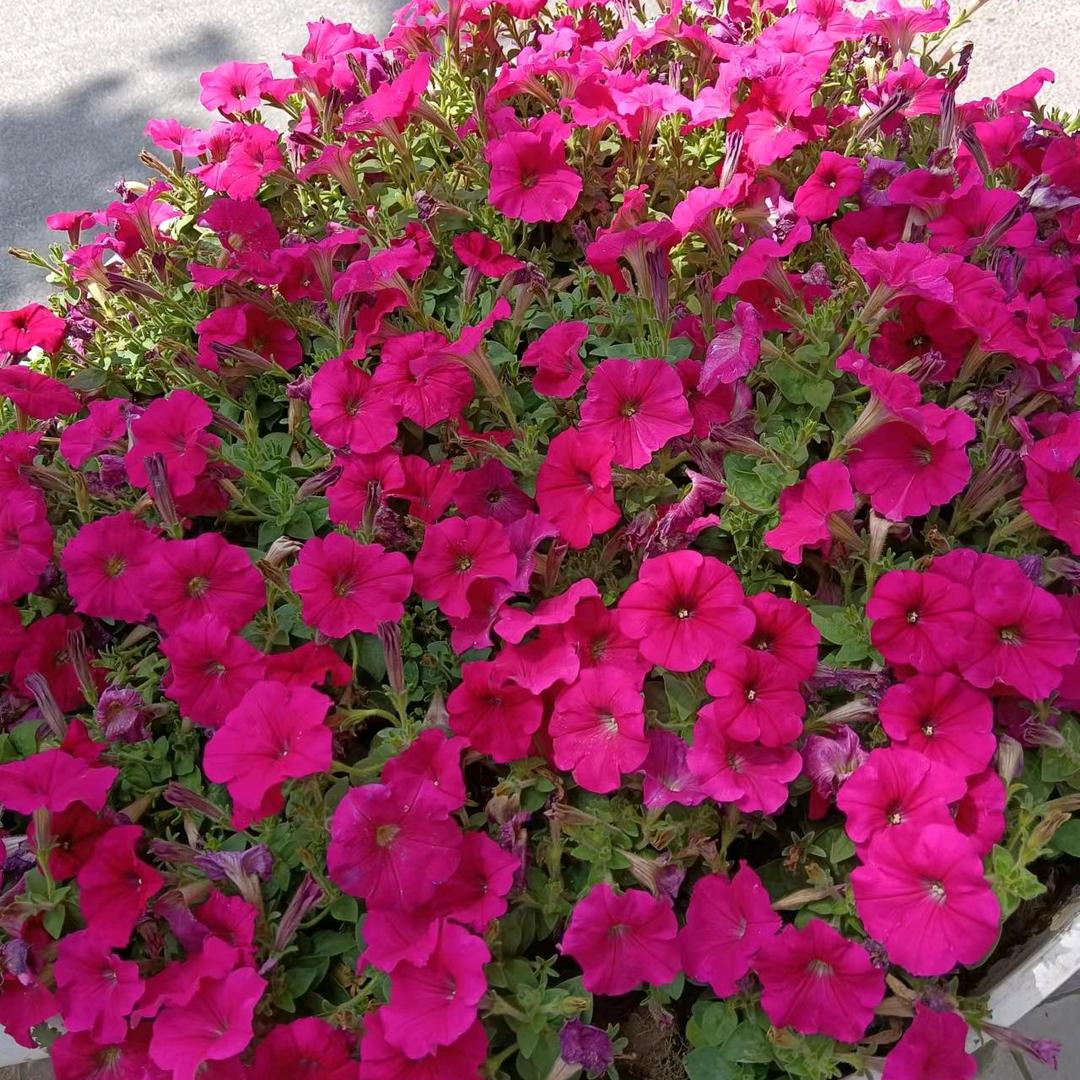 南宁宾阳护工阿海