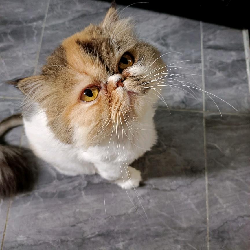 桑佩蓝宠物用品