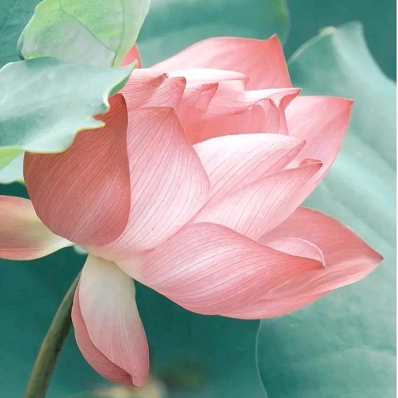 这里月涩